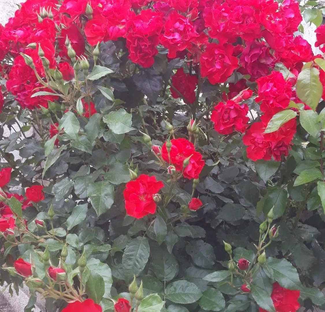 La Casa Di Bia Bed & Breakfast Corleone
